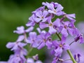 Closeup shot of purple flowers of Hesperis matronalis plant