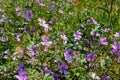 Closeup shot of purple forest geranium plant Royalty Free Stock Photo