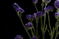 Closeup shot of purple forget-me-not flowers on black background