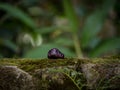 Closeup shot of a purple granade quartz crystal on a mossy rock surface Royalty Free Stock Photo