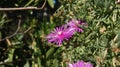 Closeup shot of purple hardy iceplant flowers in a garden