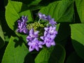 Closeup shot of a purple hydrangea flowering in mid-spring with bright green leaves under bright sun