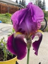 Closeup shot of a purple Iris flower with a background of a beautiful yard Royalty Free Stock Photo