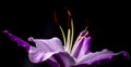 Closeup shot of purple lily flower on dark background Royalty Free Stock Photo