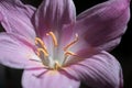 Closeup shot of purple lily flower under the sunlight Royalty Free Stock Photo