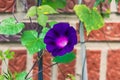 Closeup shot of a purple morning glory flower with a blurred background Royalty Free Stock Photo