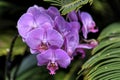 Closeup shot of purple moth orchids with green leaves on a dark background Royalty Free Stock Photo