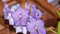 Closeup shot of purple orchid flower on a blurred background of a room Royalty Free Stock Photo