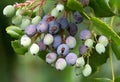 Closeup shot of a purple Oregon grape with green leaves Royalty Free Stock Photo