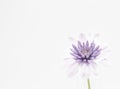 Closeup shot of a purple Osteospermum isolated on a white background - perfect for wallpaper