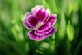 Closeup shot of a purple-petaled gilliflower on a blurred background