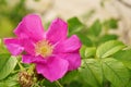 Closeup shot of a purple-petaled wild rose flower on a blurred background Royalty Free Stock Photo