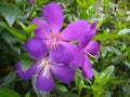 Closeup shot of purple princess flower Royalty Free Stock Photo