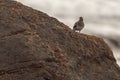 Closeup shot of a purple sandpiper on a rock on a blurred background Royalty Free Stock Photo