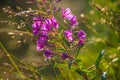 Closeup shot of purple spike primroses on blurred background. Chamonix, France