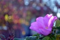 Closeup shot of a purple Sweet-Brier flower in the garden Royalty Free Stock Photo