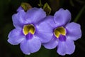 Closeup shot of purple Thunbergia flowers in a garden