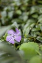 Closeup shot of the purple Vinca minor flower isolated on natural background.