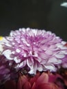 Closeup shot of a purple and white chrysanth