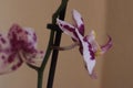 Closeup shot of a purple and white orchid flower with a blurred background Royalty Free Stock Photo
