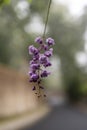 Closeup shot of a purple wisteria flower on a blurred background Royalty Free Stock Photo