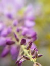 Closeup shot of purple wisteria flowers on blurred background Royalty Free Stock Photo