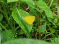 Closeup shot of a Pyrisitia nise butterfly, on a green leaf, surrounded by grass in the forest