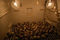 Closeup shot of quail eggs inside an incubator Royalty Free Stock Photo