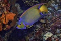 Closeup shot of a Queen Angel Fish swimming over coral Royalty Free Stock Photo