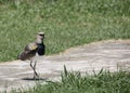 Closeup shot of a Quero bird in the fields Royalty Free Stock Photo