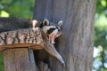 Closeup shot of raccoon with an open mouth