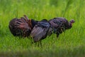 Closeup shot of a rafter of wild turkeys in the field in the daylight