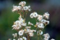 Closeup shot of ragwort wild dandelion flowers