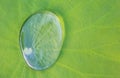 Closeup shot of a rain water drop on a green lotus Royalty Free Stock Photo