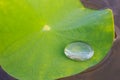 A closeup shot of a rain water drop on green lotus or water lily Royalty Free Stock Photo