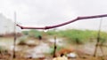 Closeup shot of a rain water dropping from a thin dry branch with a blur background Royalty Free Stock Photo