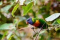 Closeup shot of a rainbow lorikeet (Trichoglossus moluccanus) perched on a tree Royalty Free Stock Photo