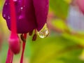 Closeup shot of raindrops falling from beautiful fuchsia flowers