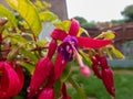 Closeup shot of raindrops falling from beautiful fuchsia flowers