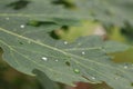 Closeup shot of raindrops on a papaya leaf leaf, nature abstract background image in rainy season. Royalty Free Stock Photo