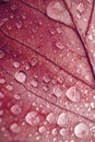 Closeup shot of a raindrops on a red leaf during autumn Royalty Free Stock Photo