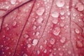 Closeup shot of a raindrops on a red leaf during autumn Royalty Free Stock Photo