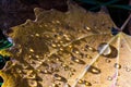 Closeup shot of raindrops shimmering on a weathered leaf