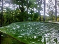 Closeup shot of raindrops on top of green leaf in a natural environment Royalty Free Stock Photo