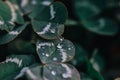 Closeup shot of raindrops on variegated clover leaves - great for wallpaper