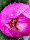 Closeup shot of the raining drops on the petals of blooming peony flower with blur background