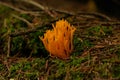 Closeup shot of Ramaria formosa coral fungi growing in a forest next to green plants Royalty Free Stock Photo