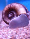 Closeup shot of the Ramshorn snail in the fish tank Royalty Free Stock Photo
