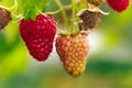 Closeup shot of raspberries ripening on a blurred background Royalty Free Stock Photo