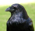 Closeup shot of a raven in the park during the daytime Royalty Free Stock Photo